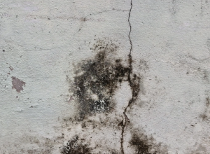 Nấm mốc trong nhà có gây bệnh hô hấp?